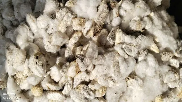 కాలయాప్‌..న