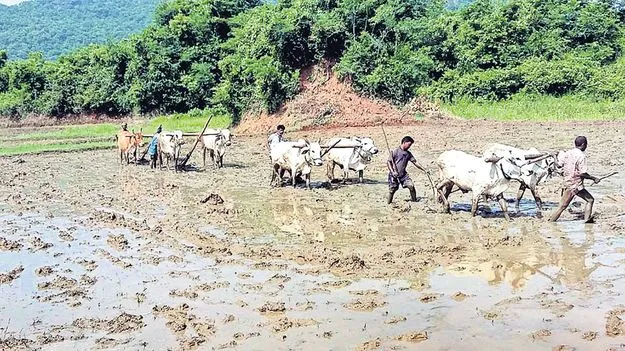 రబీకి సన్నద్ధం!