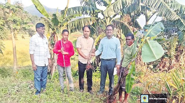 అరుదైన అరటి, దుంప జాతుల సంరక్షణకు చర్యలు