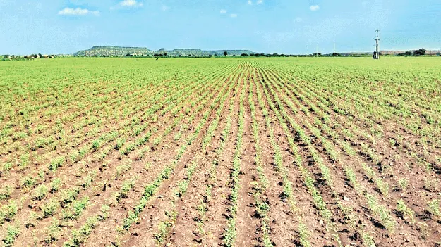 జోరుగా శనగ సాగు