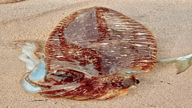 కలివింద కిలో రూ.400