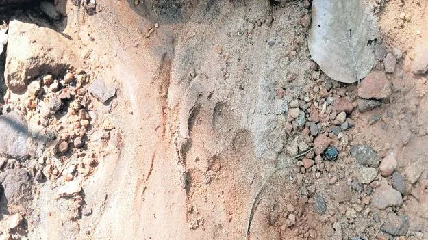 అదిగో పులి!