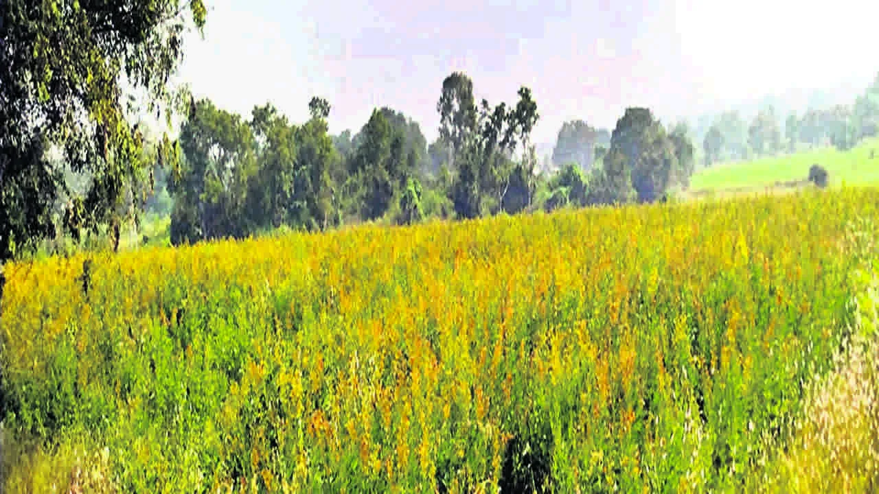 CROP: కంది పంటకు మంచు దెబ్బ