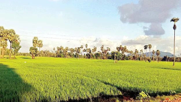  confuse situation ఔననలేక.. కాదనలేక!