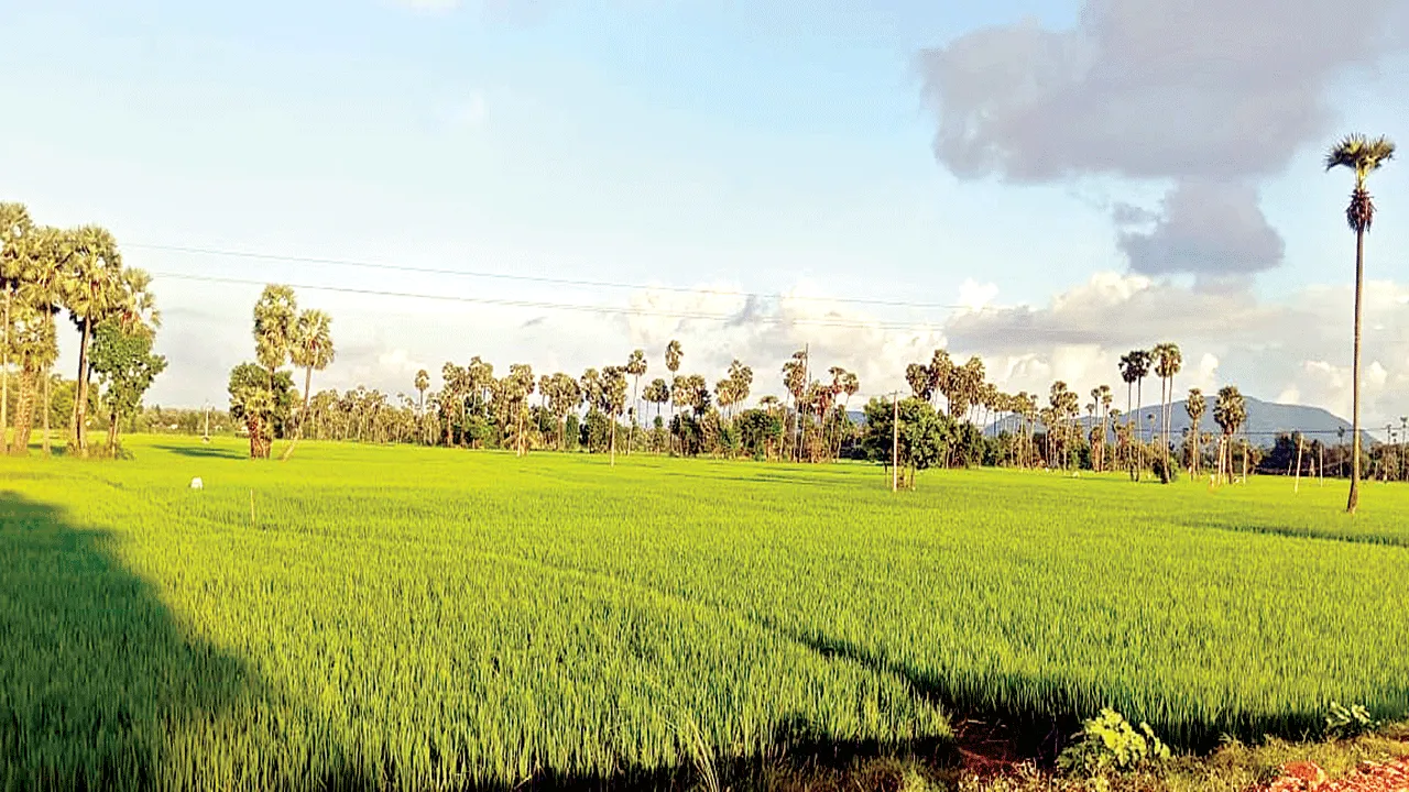 confuse situation ఔననలేక.. కాదనలేక!