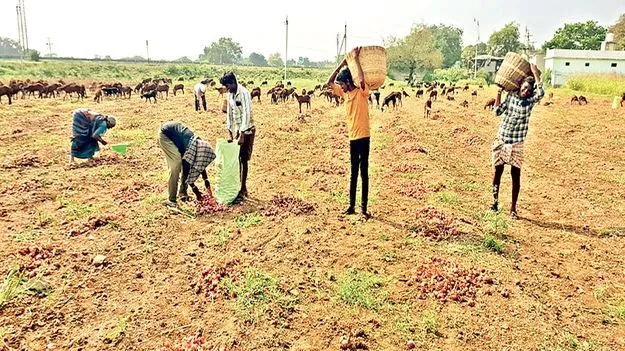    ఉల్లిని వదిలేసిన రైతులు