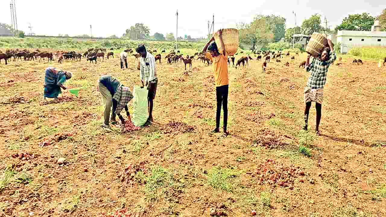    ఉల్లిని వదిలేసిన రైతులు