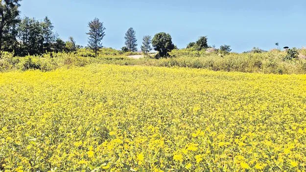 పుడమి తల్లి.. పసుపుపచ్చ చీరకట్టి..