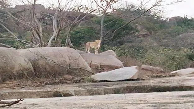 చిరుతను చూసి పరుగులు 