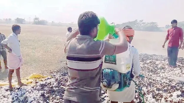 15 క్వింటాళ్ల పత్తి దగ్ధం