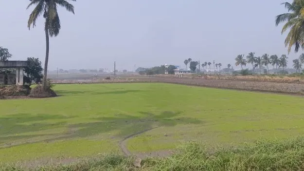 సార్వా ముగిసింది.. దాళ్వా జోరు