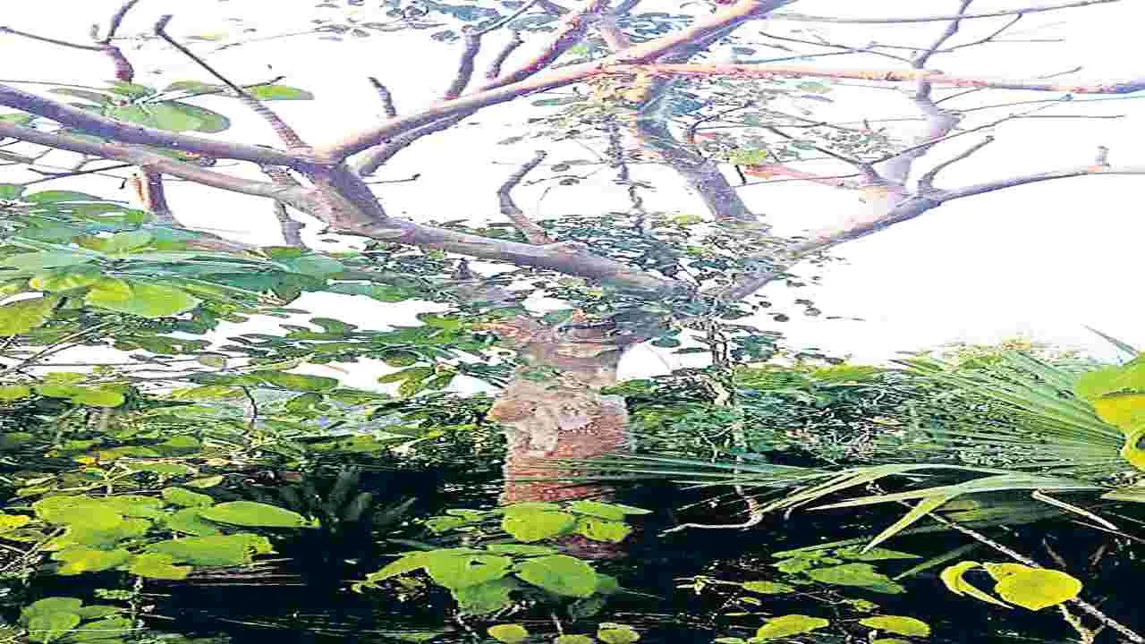 సంప్రదాయ అటవీ ఉత్పత్తులు కనుమరుగు