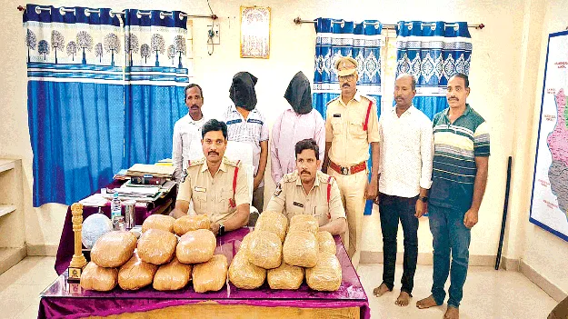 ప్రైవేటు బస్సుల్లో గంజాయి రవాణా