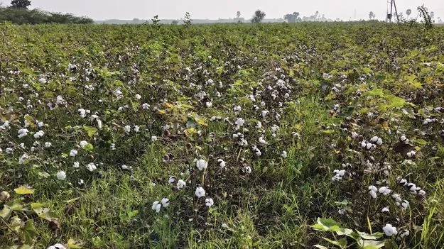 కూలీలు కరువాయె!