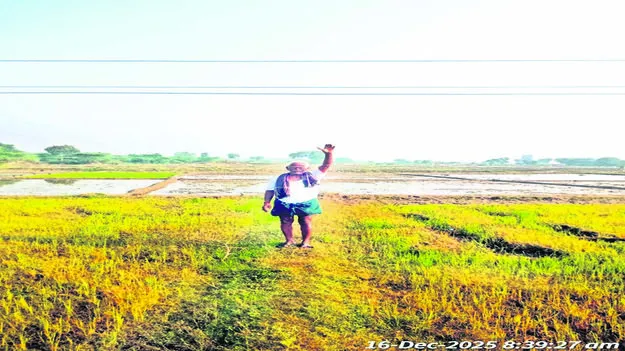 WIRES: ప్రమాదకరంగా విద్యుత తీగలు