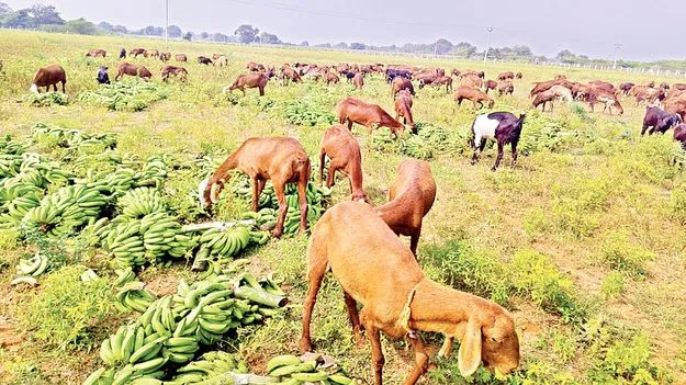 ముంచిన అరటి