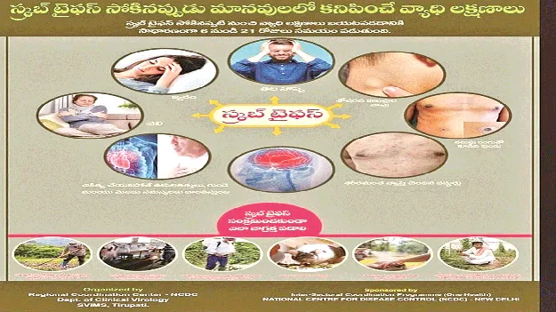 skrbtaifus fever కలకలం