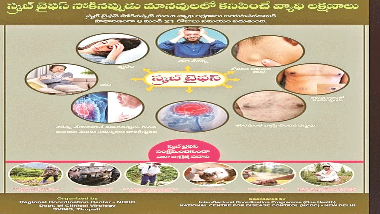 skrbtaifus fever కలకలం