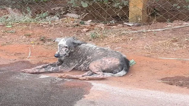 ఈ కుక్కలకు ఏమైంది..?