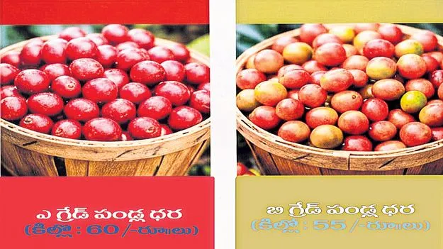 కాఫీ పండ్లకు మార్కెటింగ్‌ సదుపాయం