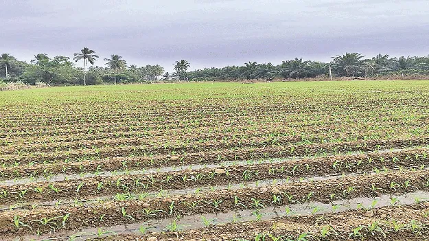 విత్తన సాగులో టాప్‌