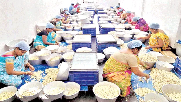 సంక్షోభంలో జీడి పరిశ్రమ