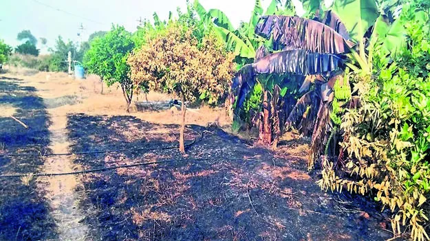 TREES:  షార్ట్‌ సర్క్యూట్‌తో చీనీ, అరటి చెట్ల దగ్ధం