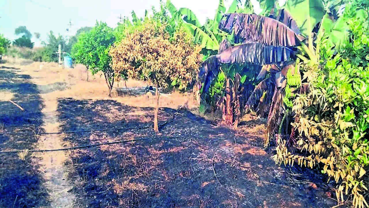 TREES:  షార్ట్‌ సర్క్యూట్‌తో చీనీ, అరటి చెట్ల దగ్ధం