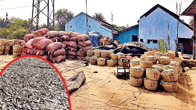 ఎండుచేప.. ఎంతోమేలు