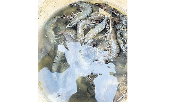 టైగర్‌ రొయ్యకు ‘వైట్‌స్పాట్‌’