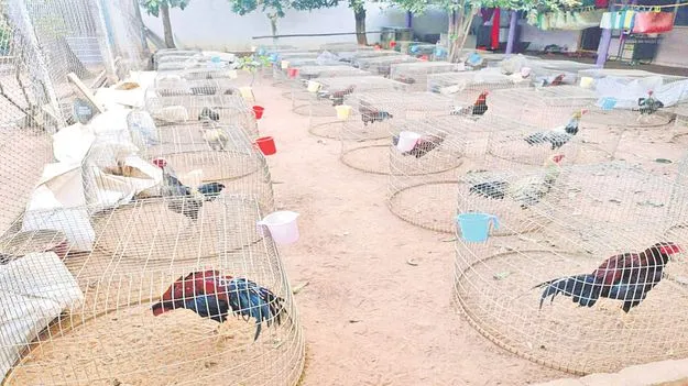 పుంజులు..చోరీలు!