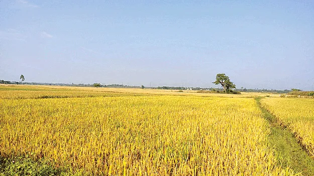 crap in good postition దండిగా దిగుబడి 