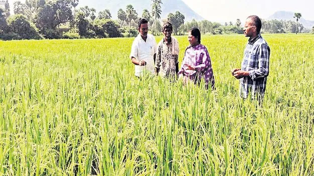 వరికి తెగుళ్లపై అప్రమత్తంగా ఉండాలి