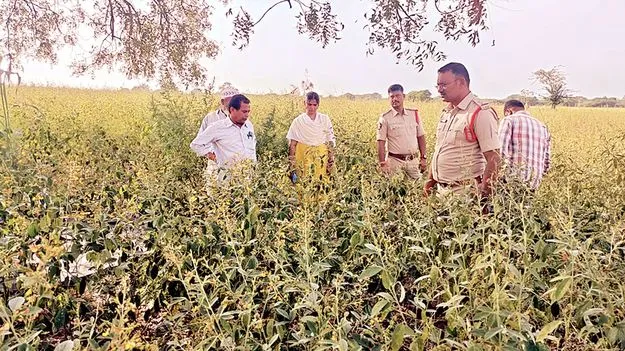    అంతరపంటగా గంజాయి