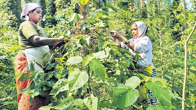 ముమ్మరంగా కాఫీ పండ్ల సేకరణ 