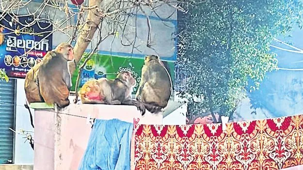 వానరమూకతో బెంబేలు