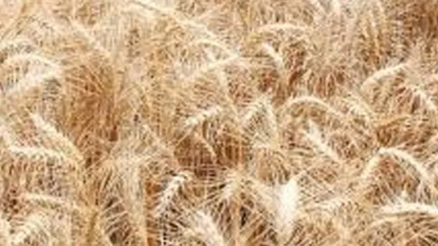 Rabi Crop Cultivation: 5.60 లక్షల ఎకరాలకు యాసంగి సాగు