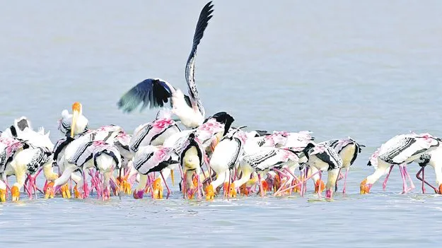 Pulicat Lake: వలస పక్షుల వినోదం!పులికాట్‌లో విదేశీ అతిథుల సందడి