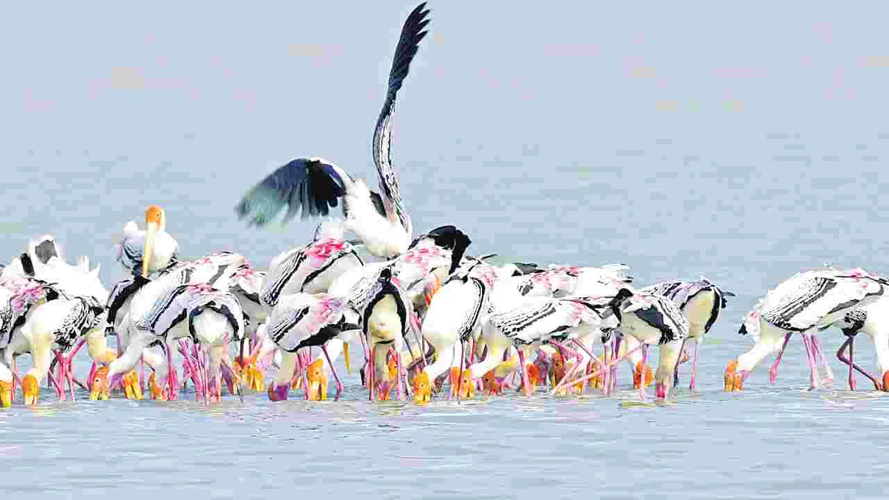 Pulicat Lake: వలస పక్షుల వినోదం!పులికాట్‌లో విదేశీ అతిథుల సందడి