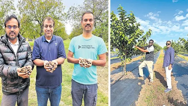 U S Agriculture: అమెరికాలోసాగు భళా! 