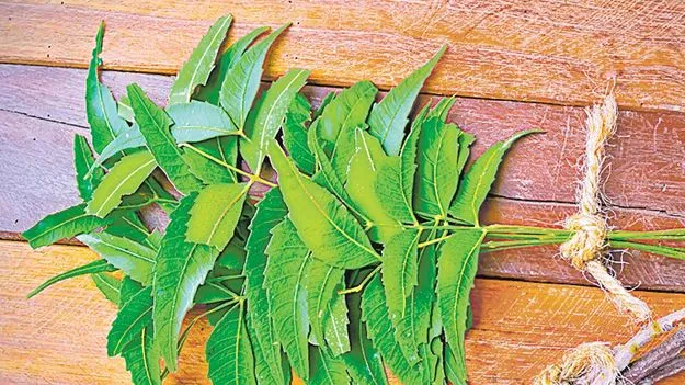 Neem Tree: మన వేపకు ఫంగస్‌