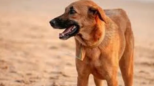 Dog Bite Medicines: కుక్కకాటు మందులు అందుబాటులో ఉండాలి