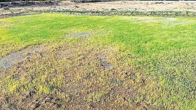Paddy seedlings: వరి నారుకు చలి గండం