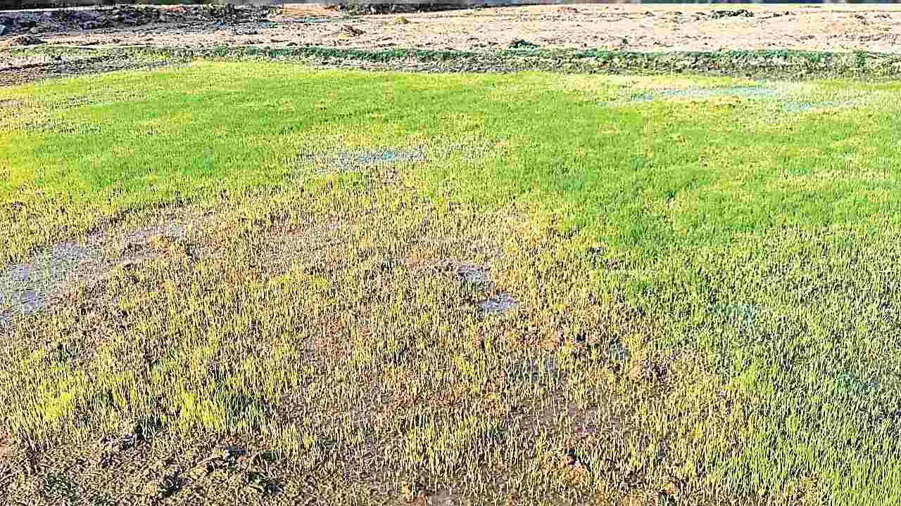 Paddy seedlings: వరి నారుకు చలి గండం