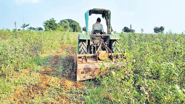 Cotton Farmers Face Losses: పొట్ట నింపని పత్తి