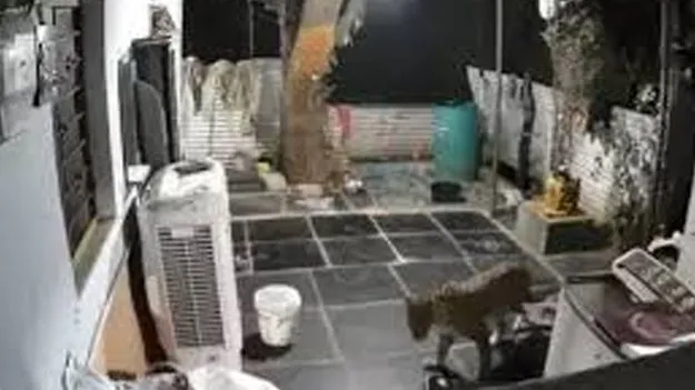 Leopard Captures: పాతాళగంగ రోడ్డు మార్గంలో చిరుత సంచారం 