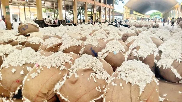 పతనమైన పత్తి ధరలు