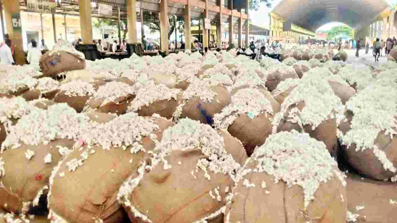 పతనమైన పత్తి ధరలు