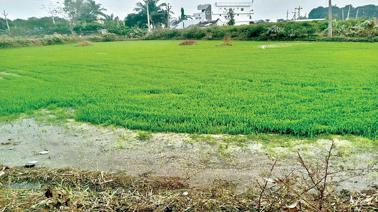 వంశధార పరీవాహకంలో రబీ వరి సాగు