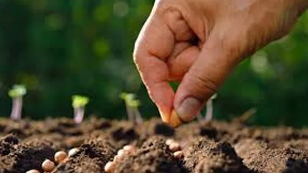 Sale of Fake Seeds: నకిలీ విత్తనాలు అమ్మితే 30 లక్షల దాకా జరిమానా!